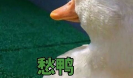 爆料吃瓜鸭鸭视频下载,热门爆料背后的下载攻略