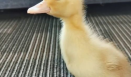 爆料吃瓜鸭鸭视频下载,热门爆料背后的下载攻略